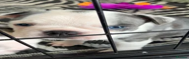 Boston Terrier 2