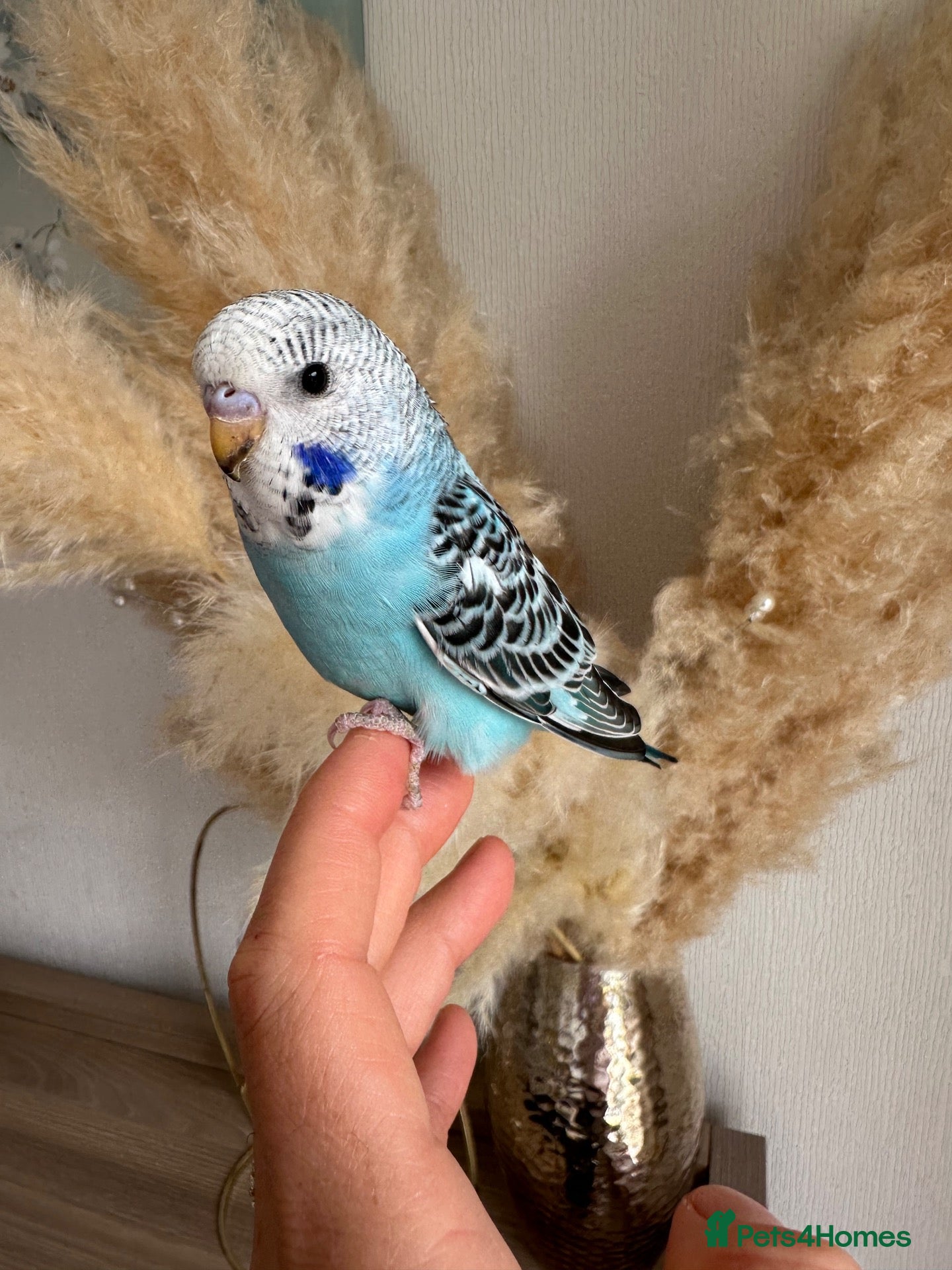 Budgerigars birds for sale: Hand Tame male baby budgies   - Advert 1