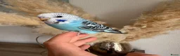 Budgerigars birds for sale: Hand Tame male baby budgies   - Advert 1