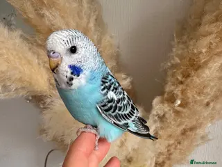 Budgerigars birds Hand Tame male baby budgies - Advert 1