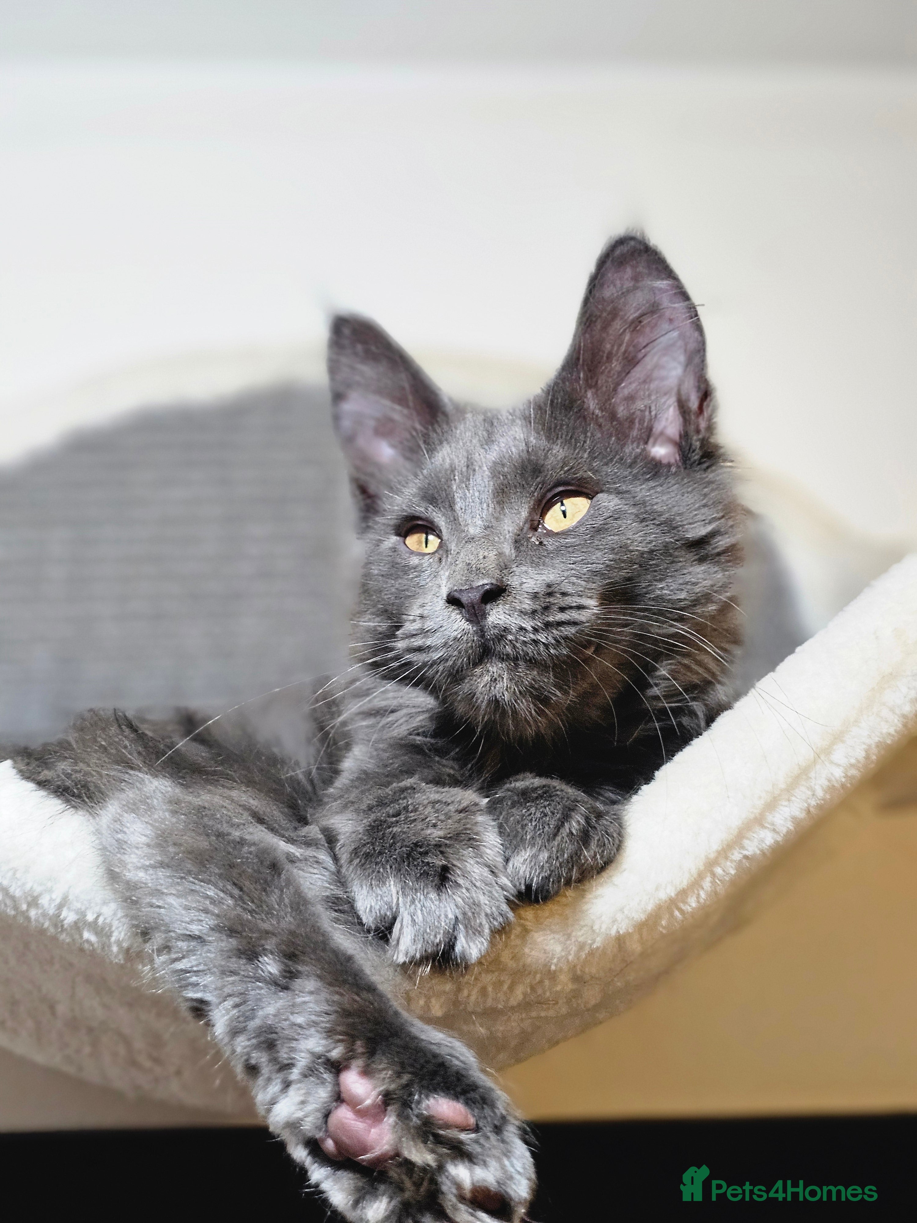 Maine Coon cats 🔥*STUNNING Litter of 6 Solid*💎*Blue Maine Coon💎 - Advert 15