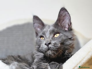 Maine Coon cats 🔥*STUNNING Litter of 6 Solid*💎*Blue Maine Coon💎 - Advert 15