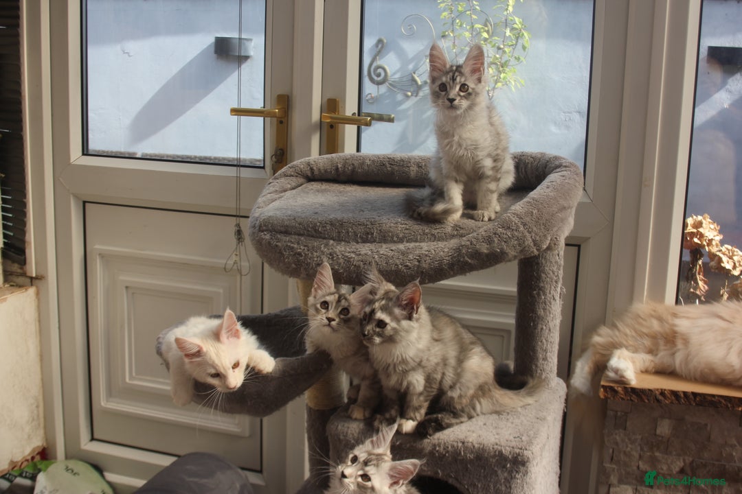 Maine Coon cats for sale: TICA PEDIGREE MAINE COON KITTENS  - Image 17