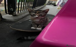 Mixed Breed cats for sale: FEMALE KITTEN - microchipped, flea&worm treated!  - Image 23