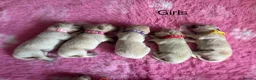 Golden Retriever dogs for sale: Beautiful Kc registered Golden Retriever puppies  - Advert 3
