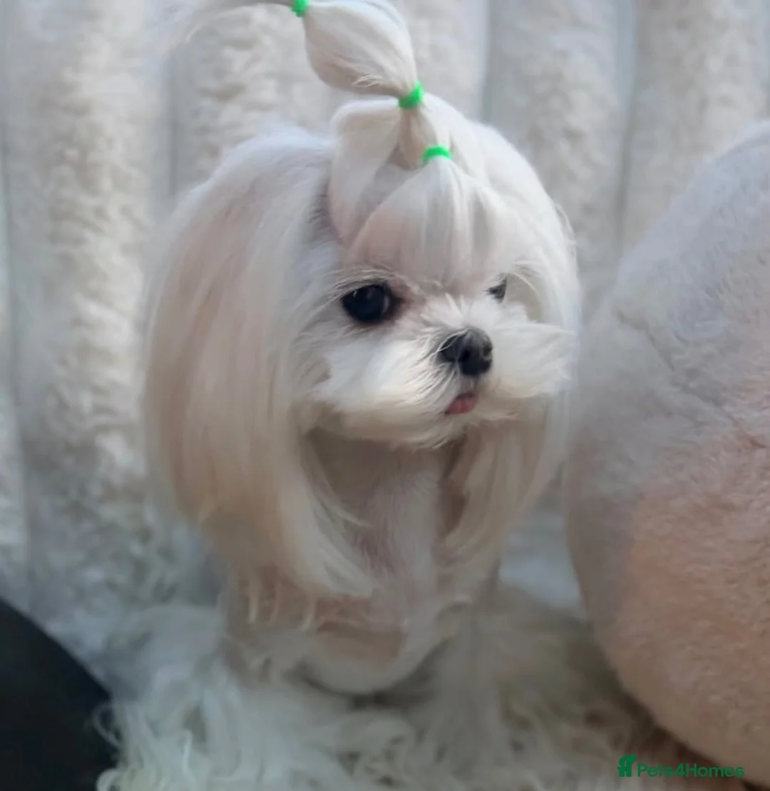 Maltese dogs for sale: ✨💫🌟Bambelina Maltese✨💫🌟Korean Maltese Puppies  - Advert 2
