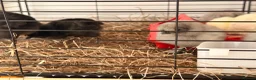 Chickens poultry for sale: 🐣 [Show-Quality & Healthy Chicks for Sale]  - Advert 5