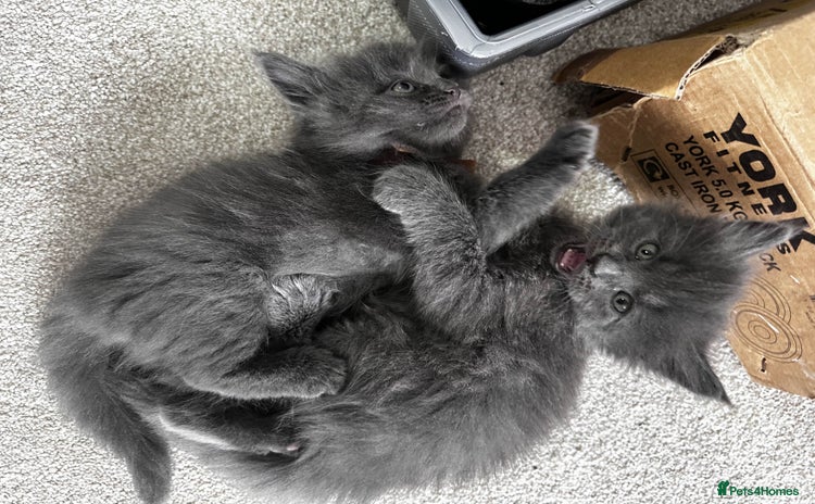 Maine Coon cats - Advert 8