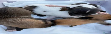Chihuahua 1