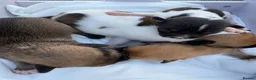 Chihuahua dogs for sale:  Puppy’s ❤️ - Advert 11