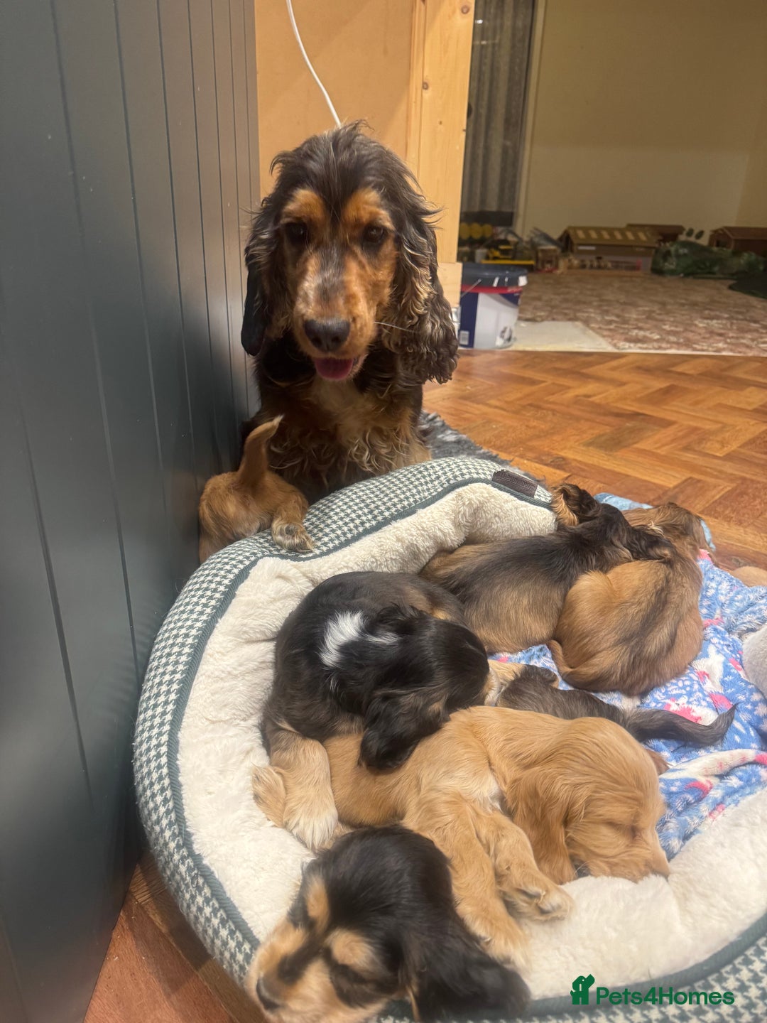 Cocker Spaniel dogs for sale: Gorgeous KC Show Cocker Spaniel Puppies - Advert 12