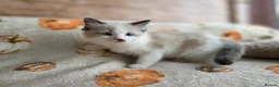 Ragdoll cats for sale: Pure Ragdoll Kittens  - Advert 22