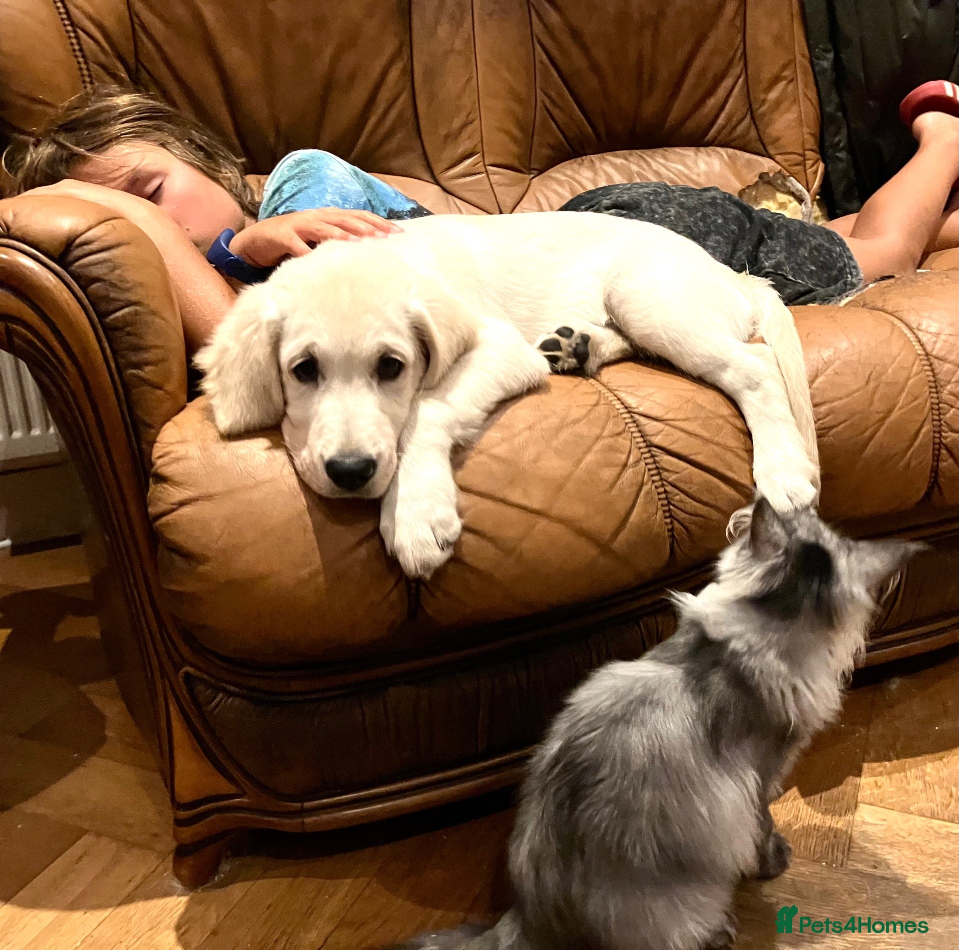 Golden Retriever dogs Champion lines fully vaccinated 2 boys ready now - Advert 2