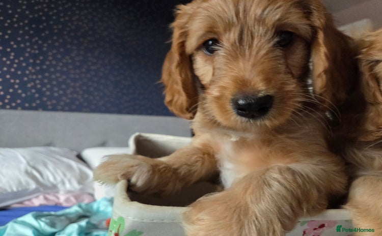 Cockapoo dogs - Advert 13