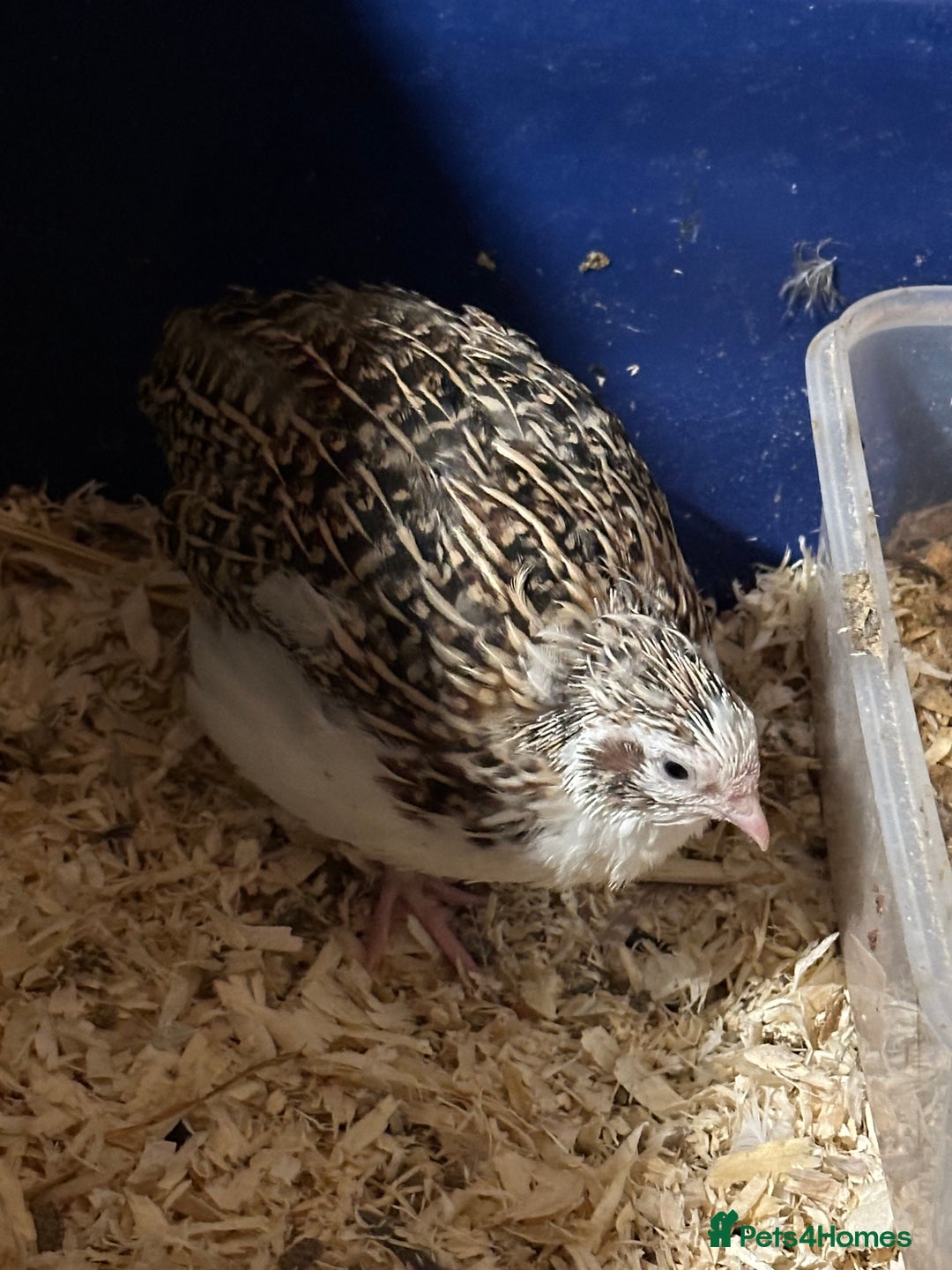 Quail poultry for sale: Young Male and Female Coturnix Quail  - Advert 6
