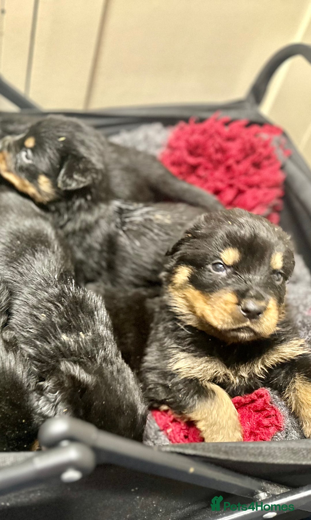 Rottweiler dogs for sale: Stunning Rottweiler puppies 🐶  - Image 23