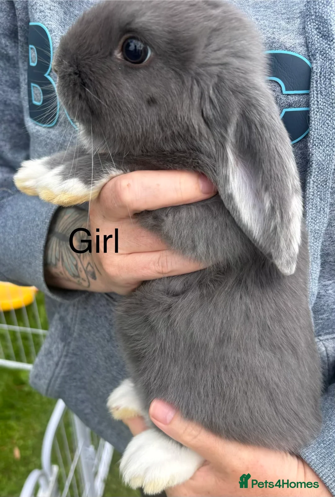 Mini Lop rabbits for sale: Mini lop rabbits - Advert 1
