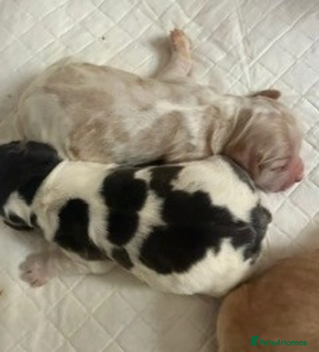 Cocker Spaniel dogs for sale: Stunning KC Pedigree Show type Cocker Spaniels - Advert 18