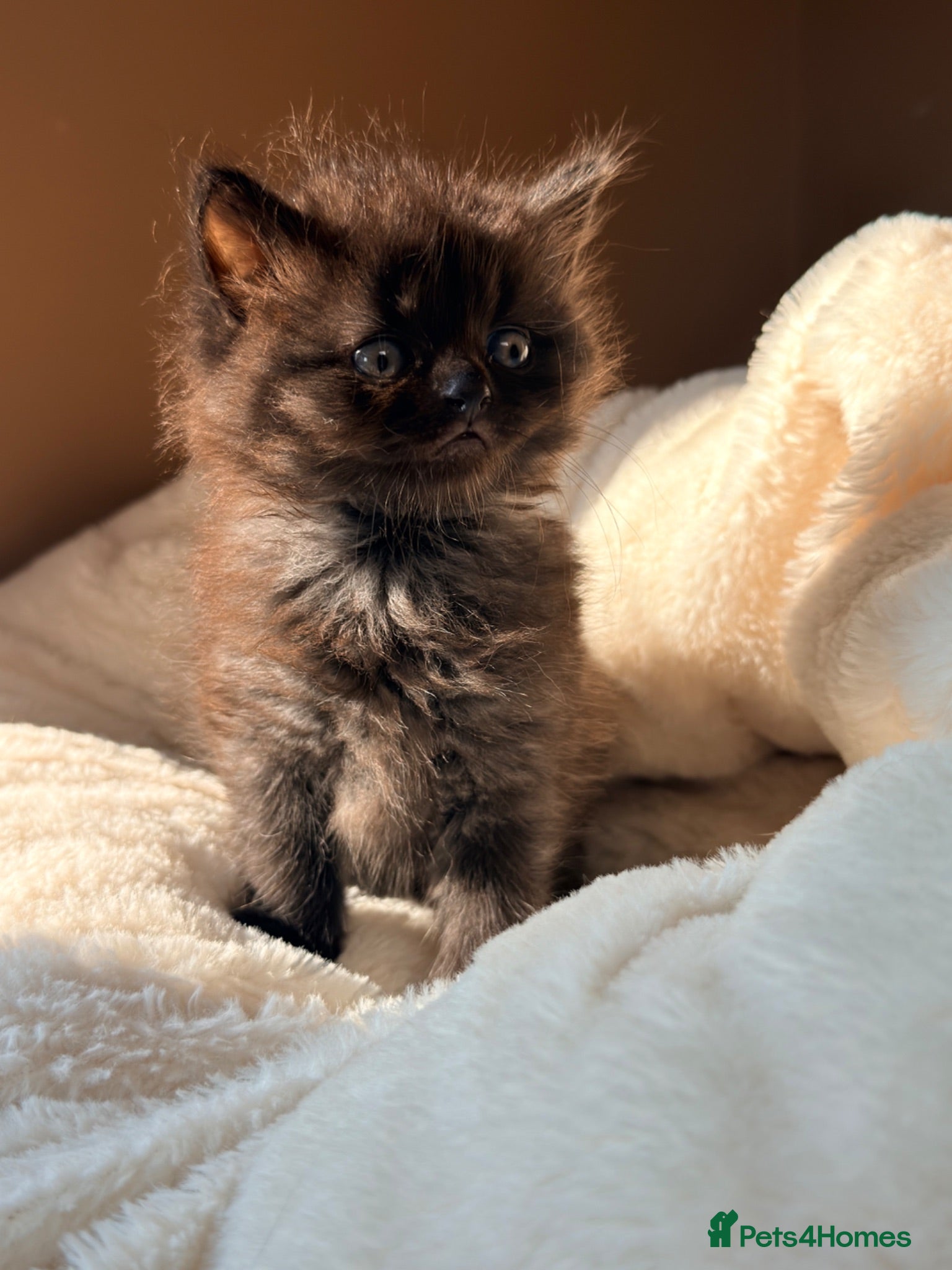 Mixed Breed cats British shorthair ragdoll mix  - Advert 11
