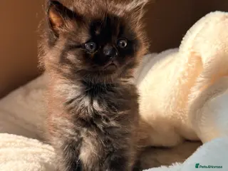 Mixed Breed cats British shorthair ragdoll mix - Advert 11