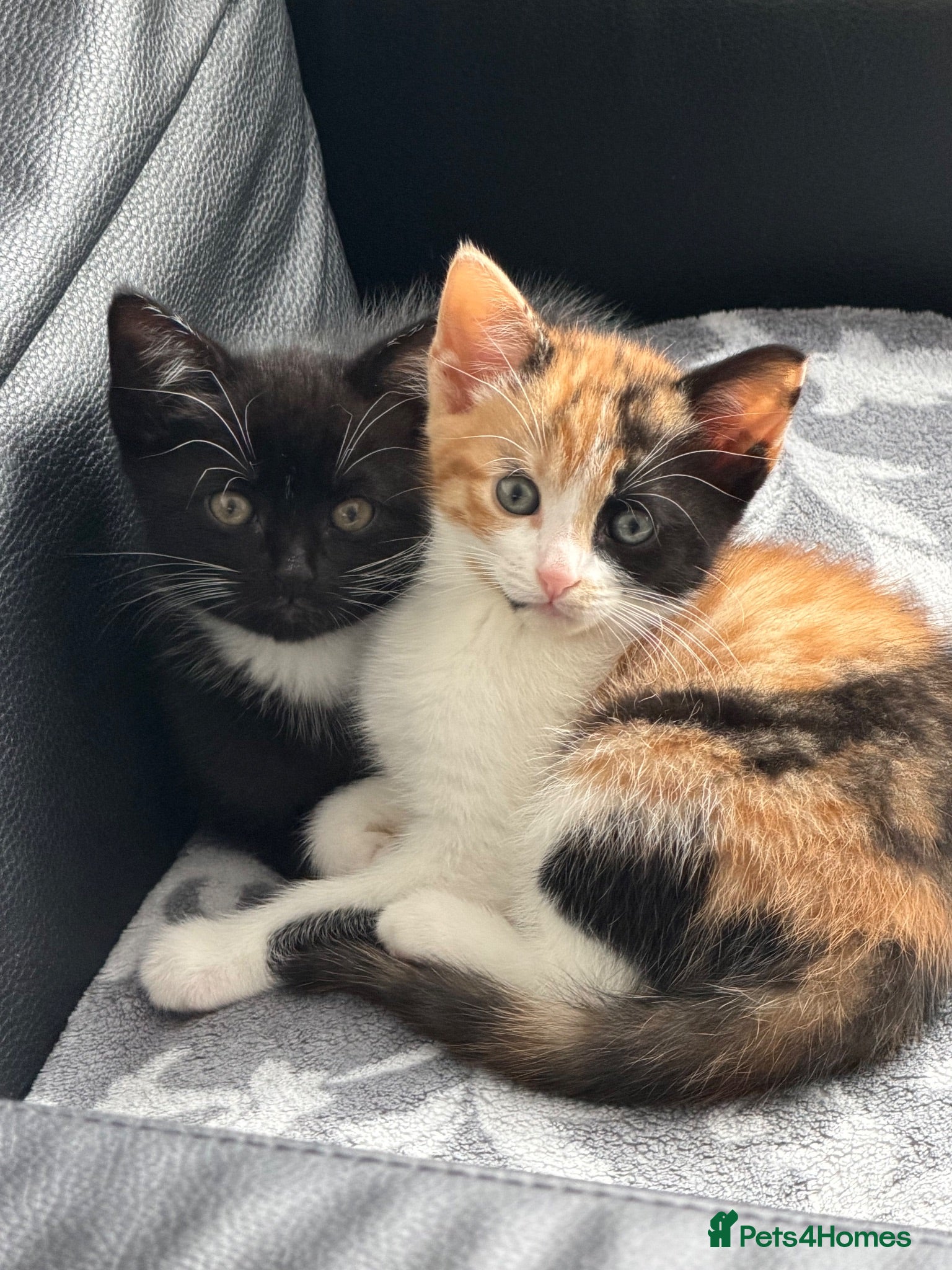 Mixed Breed cats Kittens Looking for Their Forever Homes!  - Advert 4
