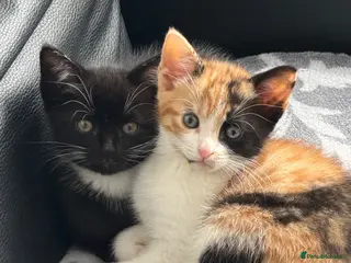 Mixed Breed cats Kittens Looking for Their Forever Homes! - Advert 4