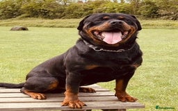 Rottweiler dogs for sale: Big boned chunky Rottweiler puppies - Image 15
