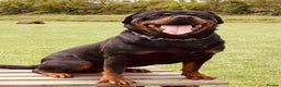 Rottweiler dogs for sale: Big boned chunky Rottweiler puppies - Advert 13