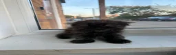 Scottish Fold cats for sale: 3 Scottish Fold kittens looking for new homes - Advert 7