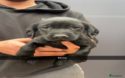 Cockerdor dogs for sale: 9 gorgeous cockerdor puppies  - Image 1