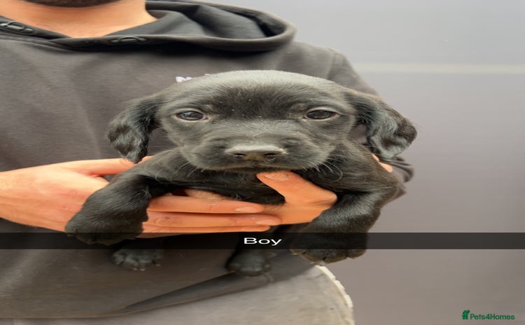 Cockerdor dogs - Advert 4
