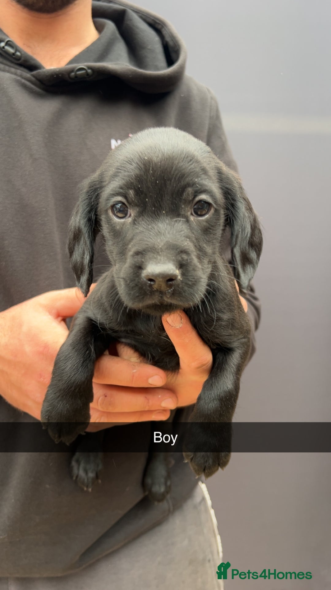 Cockerdor dogs for sale: 9 gorgeous cockerdor puppies  - Image 1