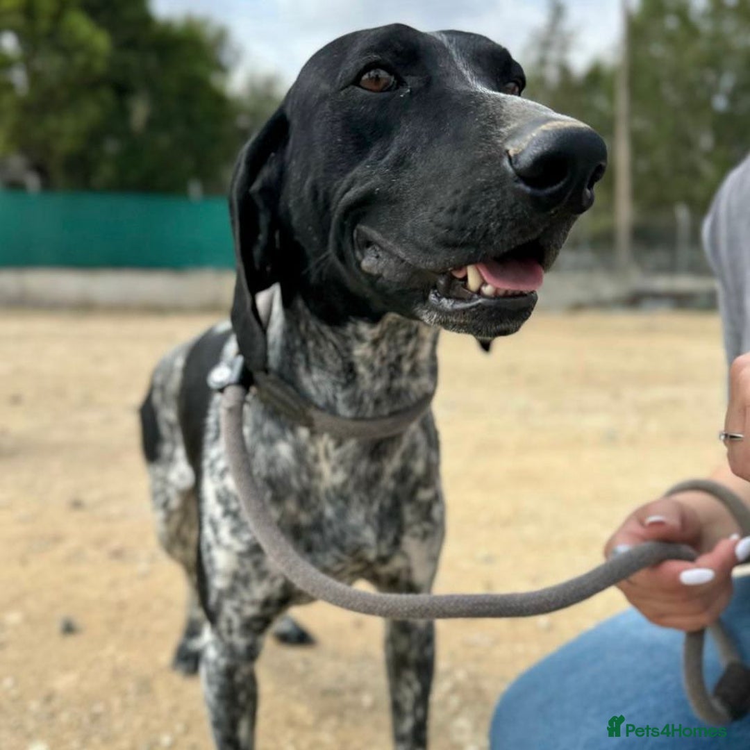 Mixed Breed dogs for adoption: Bracken (German Pointer mix) - Advert 20