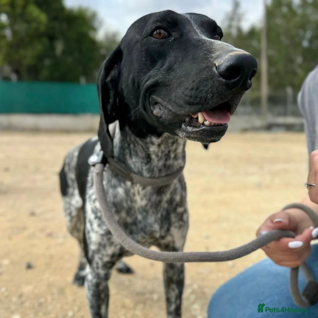 Mixed Breed dogs for adoption: Bracken (German Pointer mix) - Advert 20