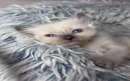 Ragdoll cats for sale: 6 adorable ragdoll kittens 🩷🩵 - Image 7