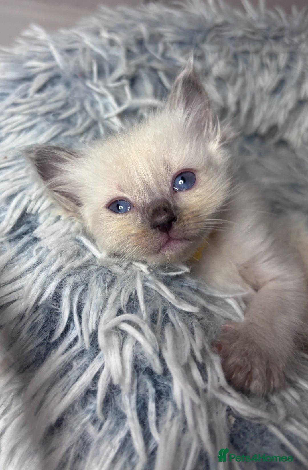 Ragdoll cats for sale: 6 adorable ragdoll kittens 🩷🩵 - Image 7