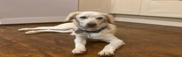 Mixed Breed dogs for adoption: REX   - Advert 2