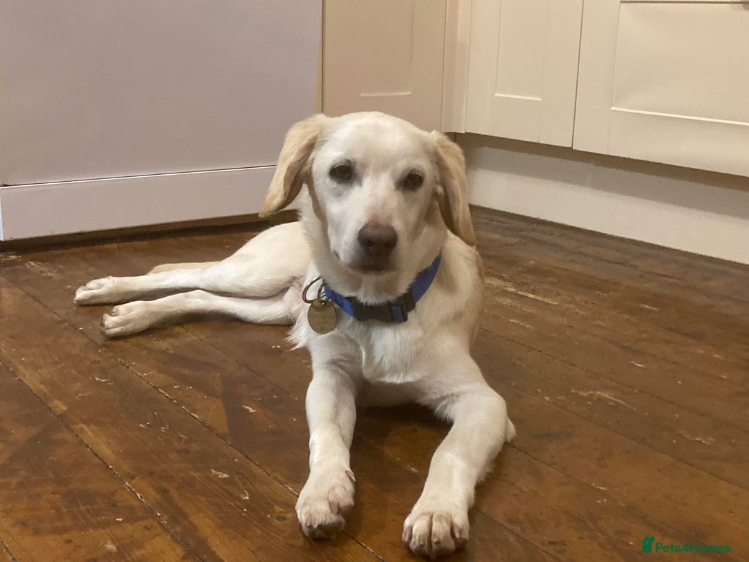 Mixed Breed dogs for adoption: REX   - Advert 2