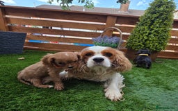 Cavalier King Charles Spaniel dogs for sale: Stunning Cavalier Puppies Ready2Go - Image 2