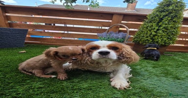Cavalier King Charles Spaniel dogs - Advert 1