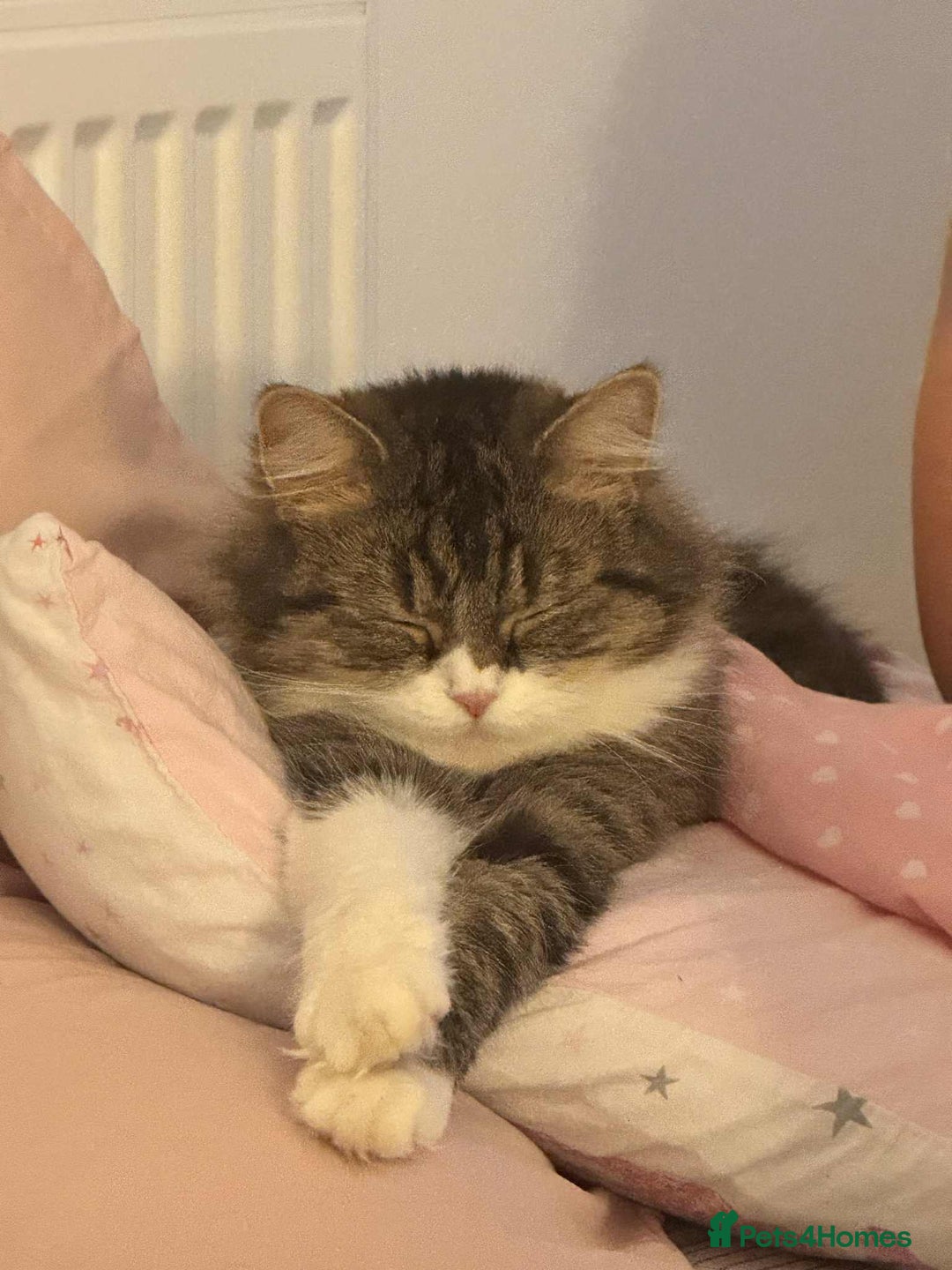 Persian cats for sale: Persian Russian doll x kittens  - Image 11