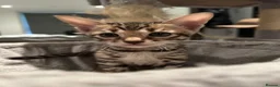 Bengal cats for sale: Bengal X Savannah kittens  in Feltham - Advert 5