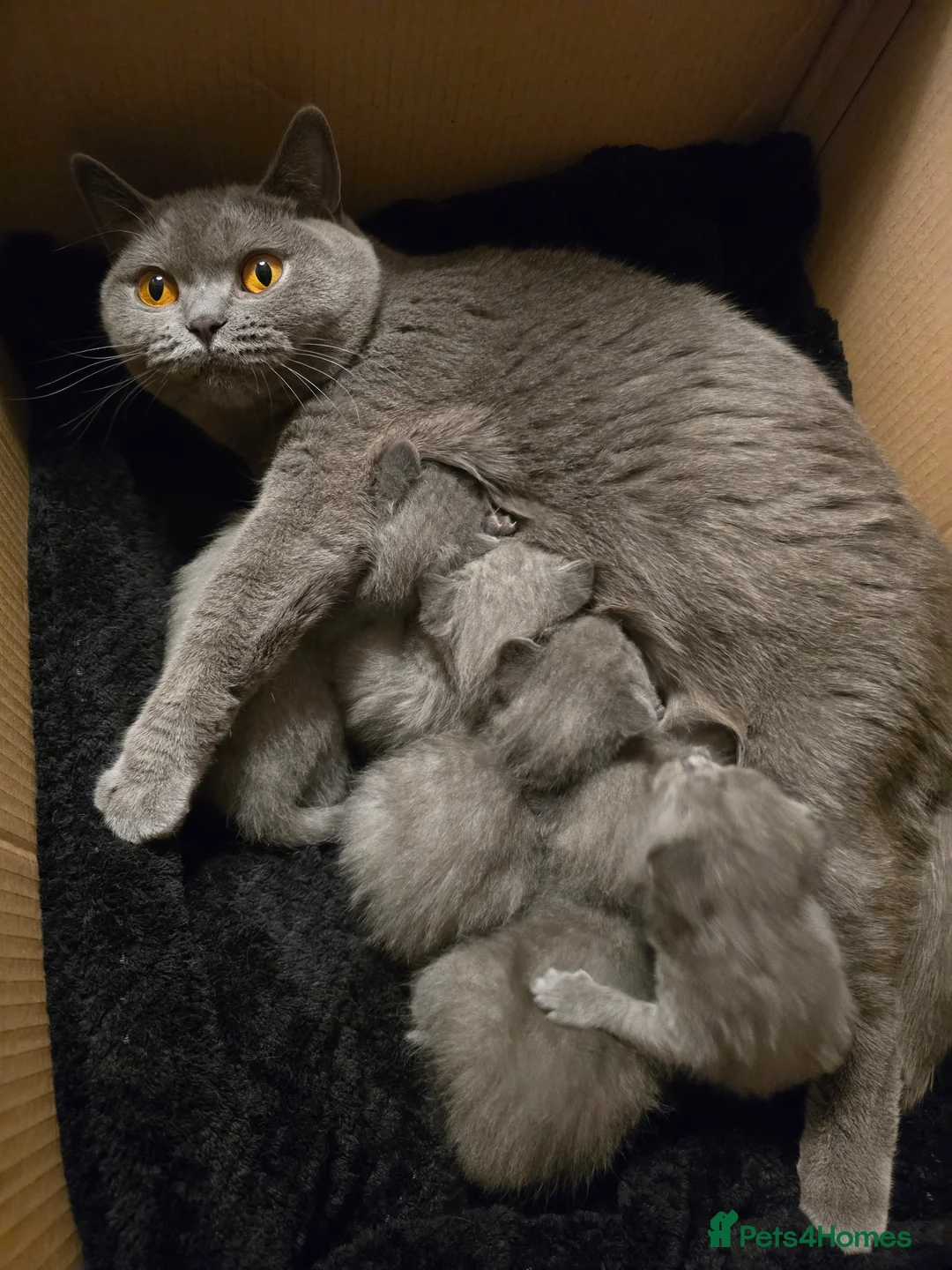 British Shorthair cats for sale: Beautiful British Shorthair Kittens  - Advert 6