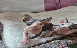 Sphynx cats for sale: Blue Eyes sphynx kittens GCCF and TICA  - Image 24
