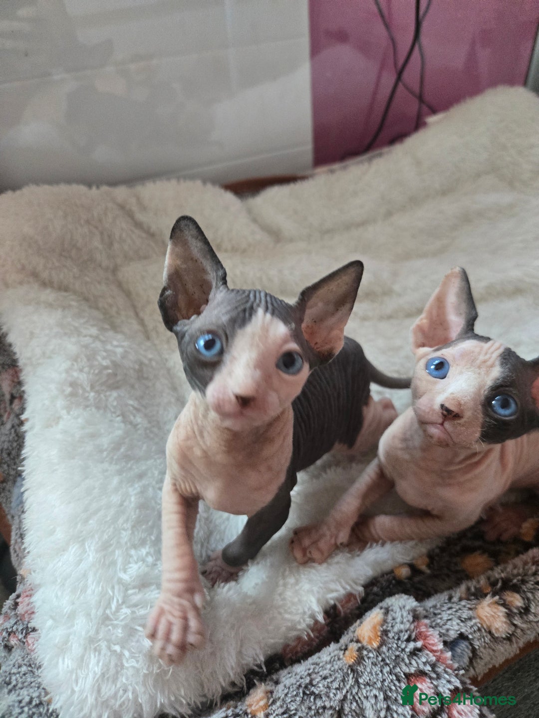 Sphynx cats for sale: Blue Eyes sphynx kittens GCCF and TICA  - Image 24