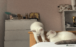 Ragdoll cats for sale: RAGDOLL x BSH KITTENS - Image 7