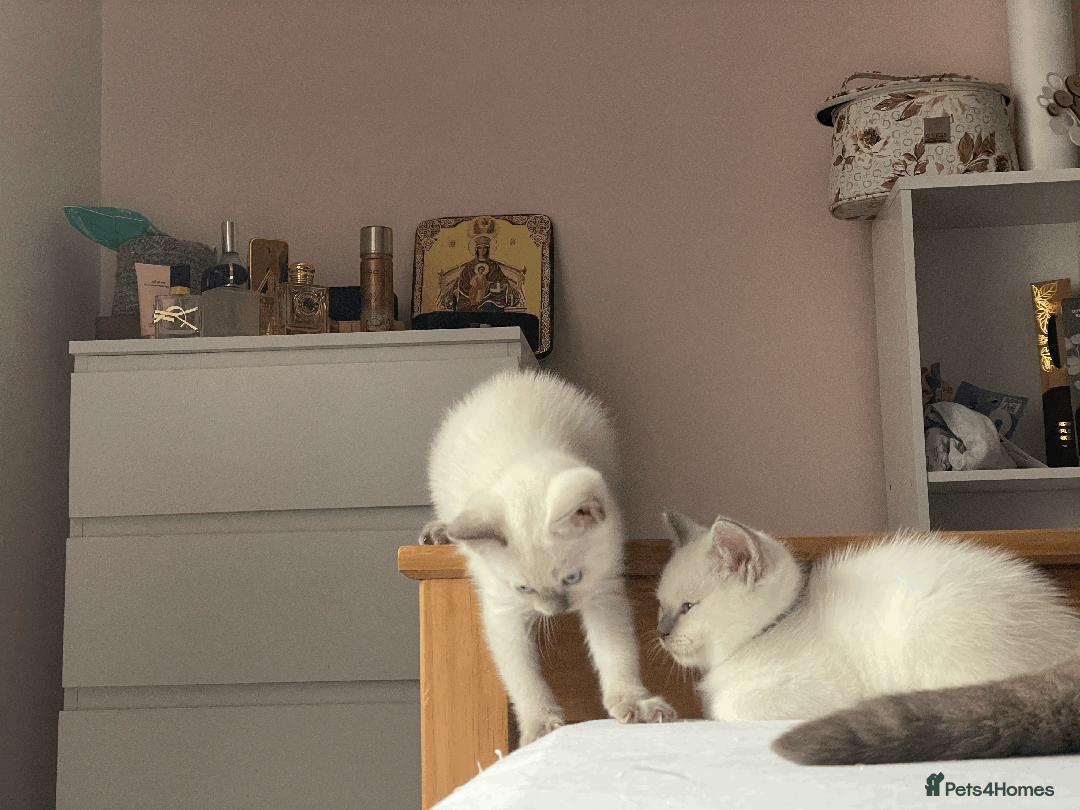 Ragdoll cats for sale: RAGDOLL x BSH KITTENS - Image 7