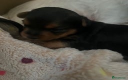 Mixed Breed dogs for sale: Jackawawa puppies 🐾💙1 boy left 💙🐾 - Image 11