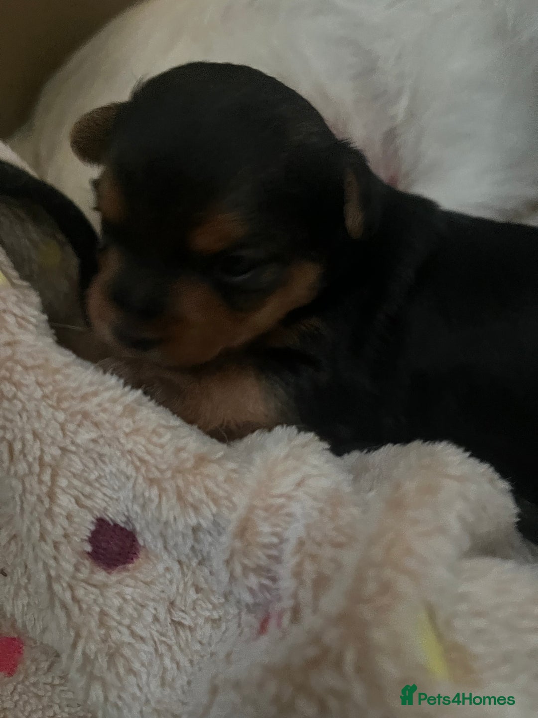 Mixed Breed dogs for sale: Jackawawa puppies 🐾💙1 boy left 💙🐾 - Image 11
