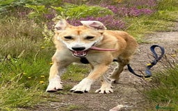 Mixed Breed dogs for adoption: Cristina - Norwich Norfolk  - Image 21